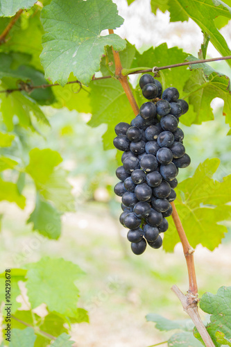 Lush, ripe red wine grapes on the vine with green leaves