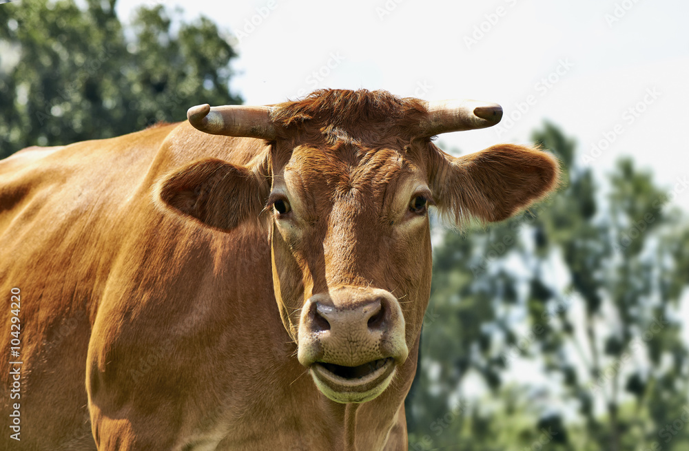 Belgian cow in a typical belgian setting