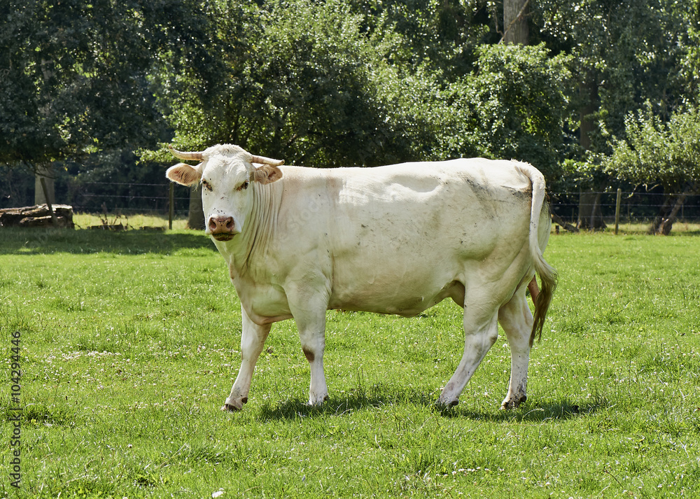 White cow stands in her pasture