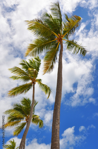 Palm trees and sky, view from below. Dominica