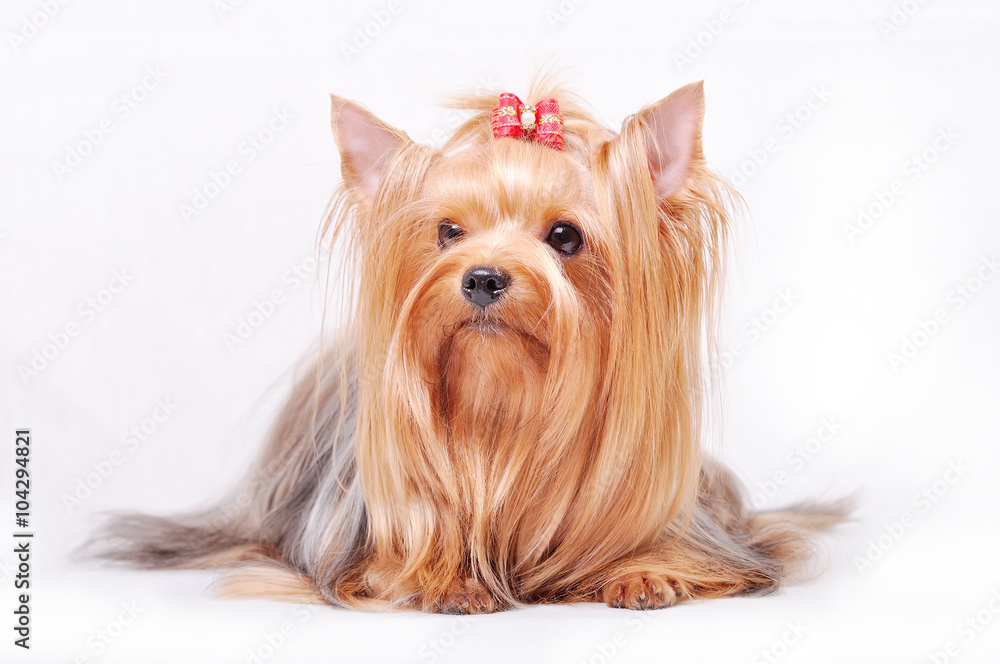Beautiful adult female Yorkshire terrier with a bow on her head Beautiful adult female Yorkshire terrier with a bow on her head