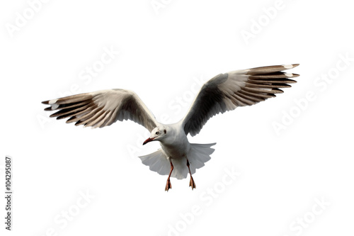 Seagull flying. © nuruddean