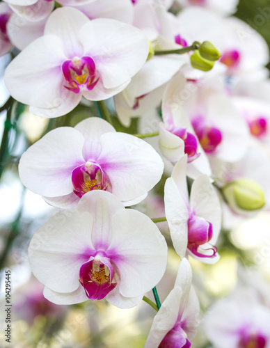 white phalaenopsis orchid flower