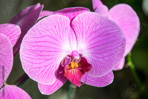 Close up Pink violet orchid flower   Phalaenopsis  