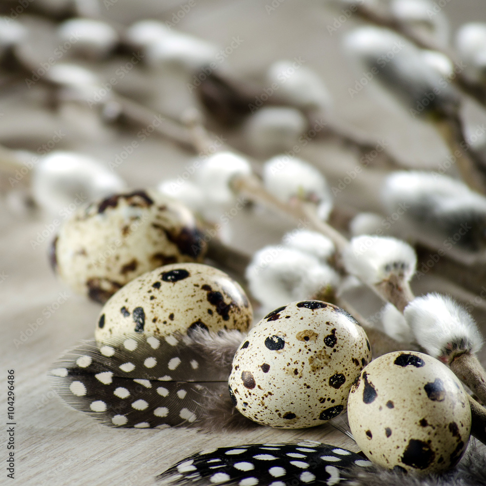 Obraz premium Easter composition - quail eggs and blooming willow