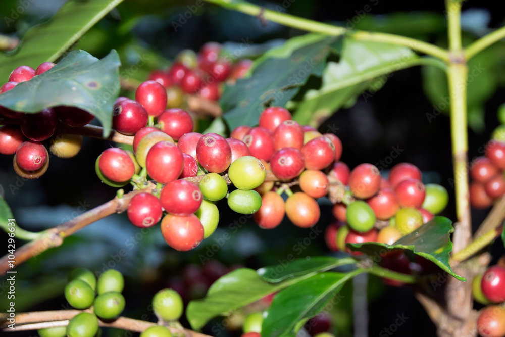 Fresh raw coffee beans - Coffee tree branches filled with ripening Coffee Cherries. Fresh raw coffee beans - Coffee tree branches filled with ripening Coffee Cherries.