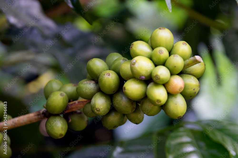 Fresh green raw coffee beans - Coffee tree branches filled with ripening Coffee Cherries.