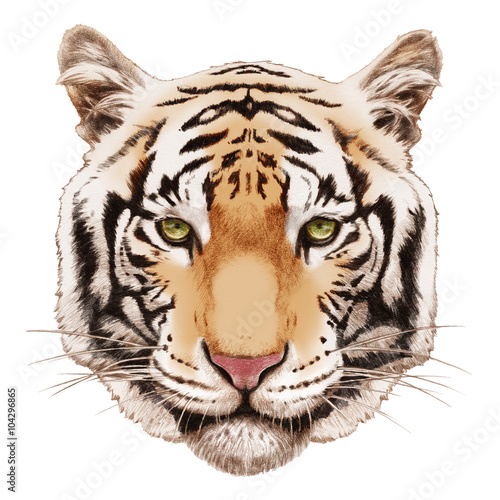 Portrait of Tiger. Hand-drawn illustration  digitally colored.