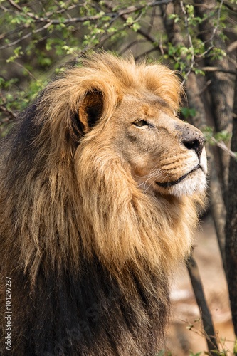 portrait of a huge male lion at kruger national park south africa