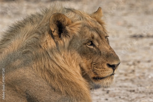 a lion lying down near the road at etosha namibia south of africa