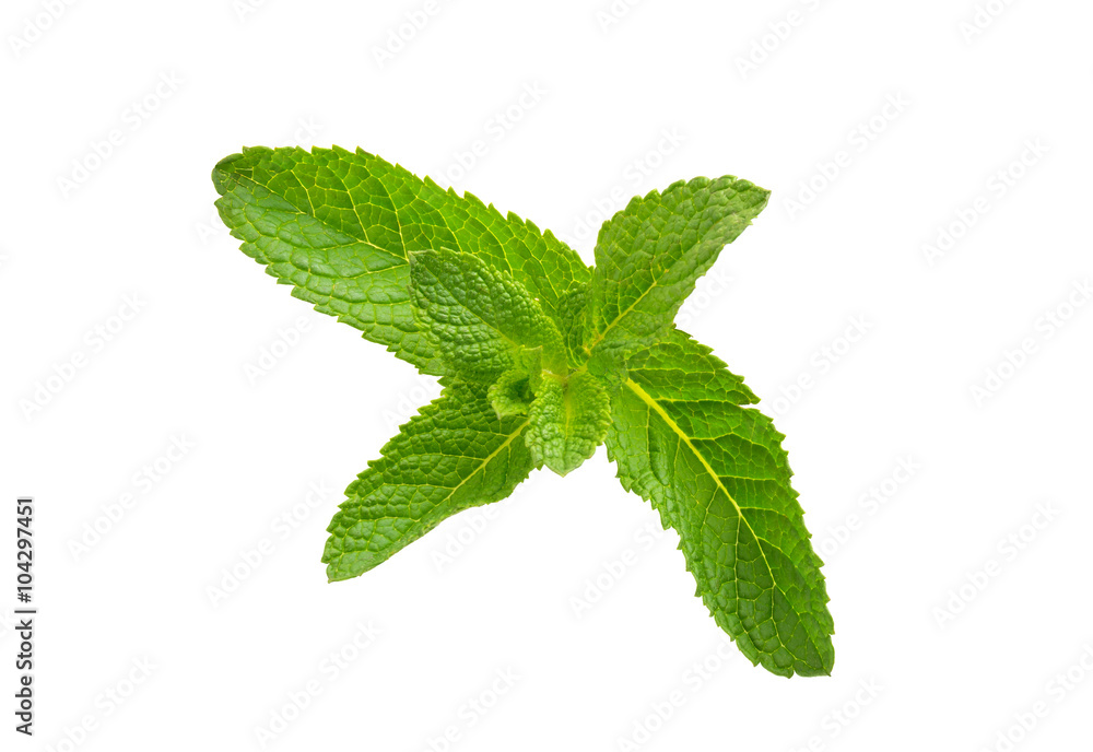 Mint leaf isolated on white background Mint leaf isolated on white background