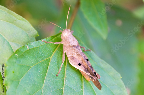 Grasshopper (Anasedulia maejophrae Dawwrueng, Storozhenko et Asanok) photo