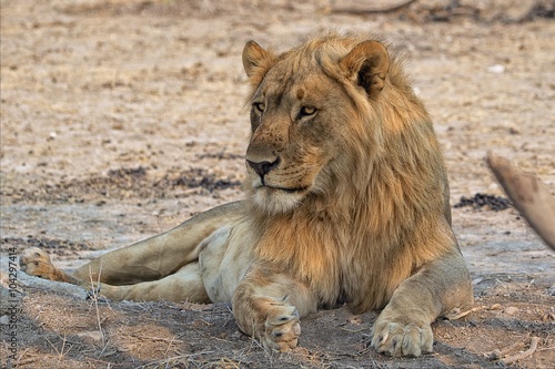 Fototapeta Naklejka Na Ścianę i Meble -  a lion lying down near the road at etosha namibia