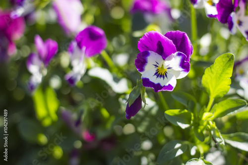 Tricolor pansy flower plant natural background  summer time