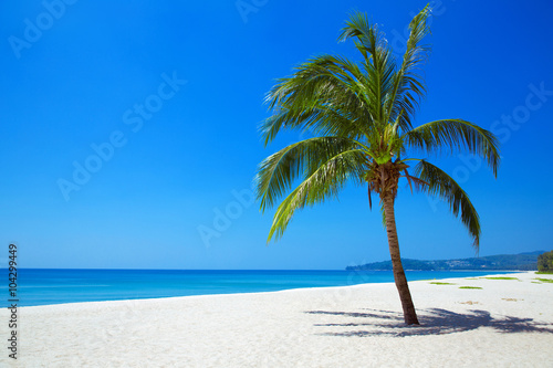 Nature View of tropical beach with one lonely palm.