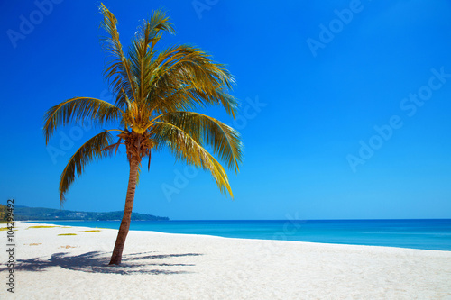 Palm tree on tropical beach. Nature View. Travel.