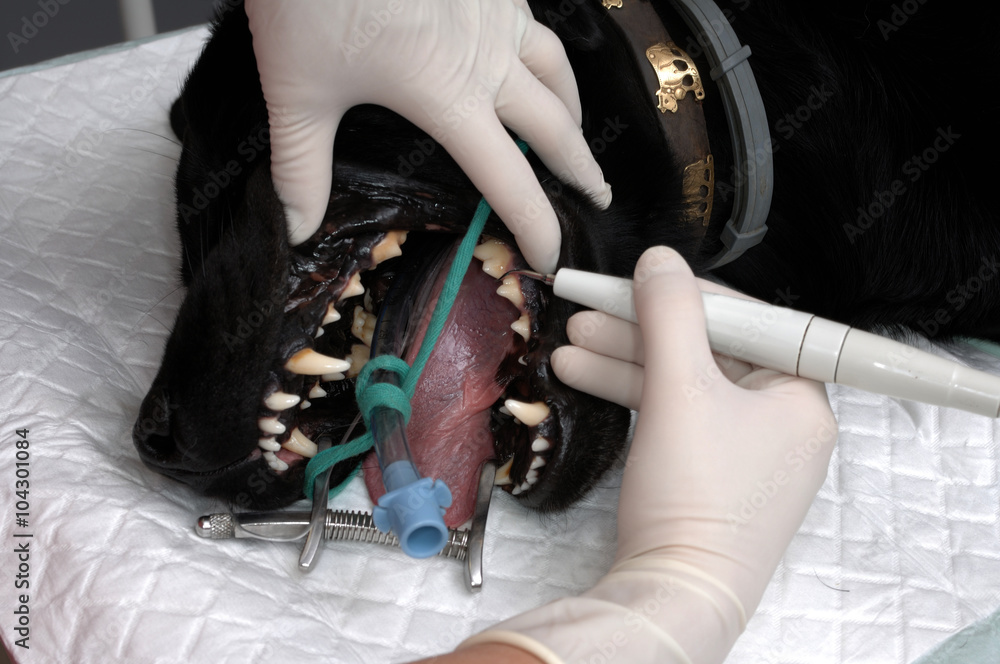 Le vétérinaire chirurgien effectue un détartrage et des soins dentaires sur un chien. Le