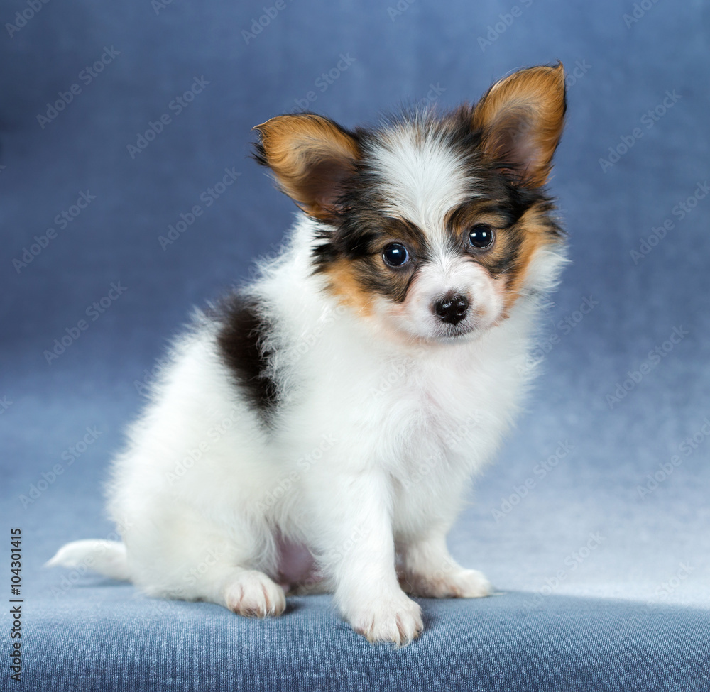 Portrait of a cute puppy Papillon Portrait of a cute puppy Papillon