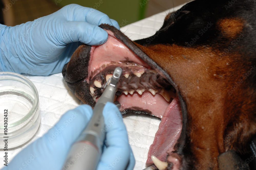 Le vétérinaire chirurgien effectue un détartrage et des soins dentaires sur un chien. Le