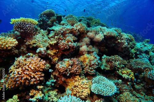 Underwater tropical sea view