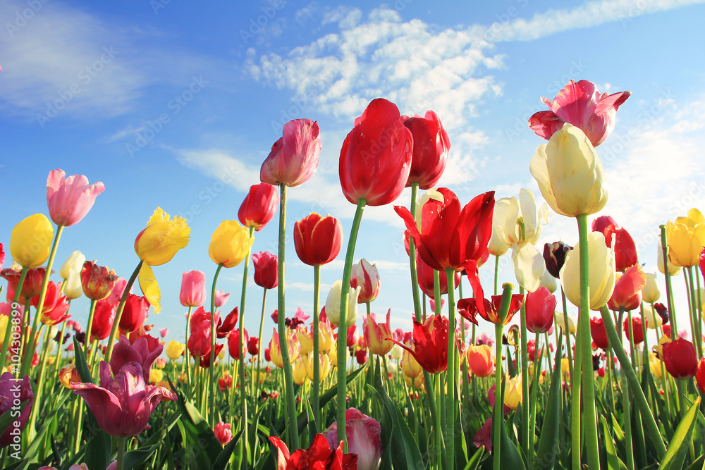 Naklejka premium Genialny tulipanu pole i niebieskie niebo