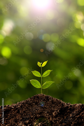 Green sprout growing  photo