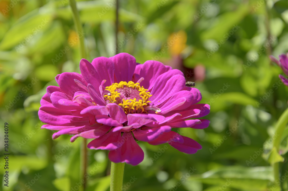 Obraz premium Zinnia