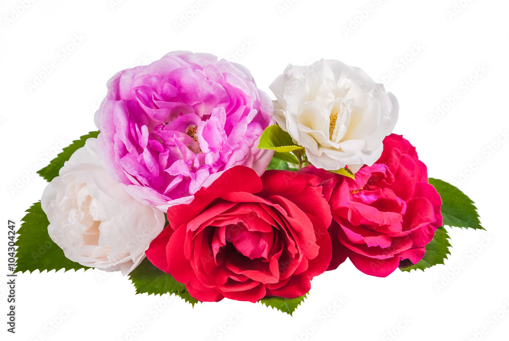 Rose colorful flowers Rose colorful flowers