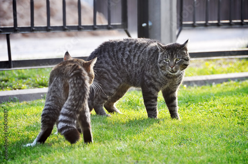 Photography two fighting cats, spring