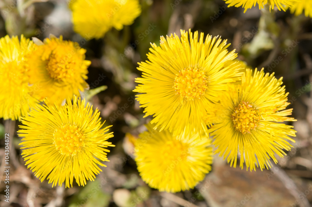 Tussilago farfara on gravel