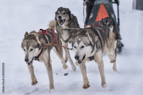 Sled dog