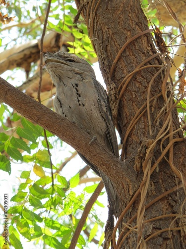 Frogmouth Owl