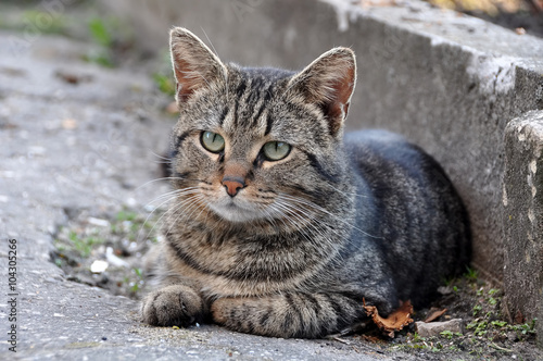 tabby cat with yellow eyes lying on the road © zanna_