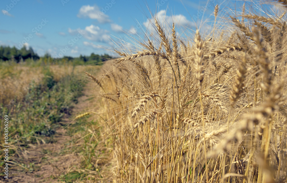 Fototapeta premium Wheat