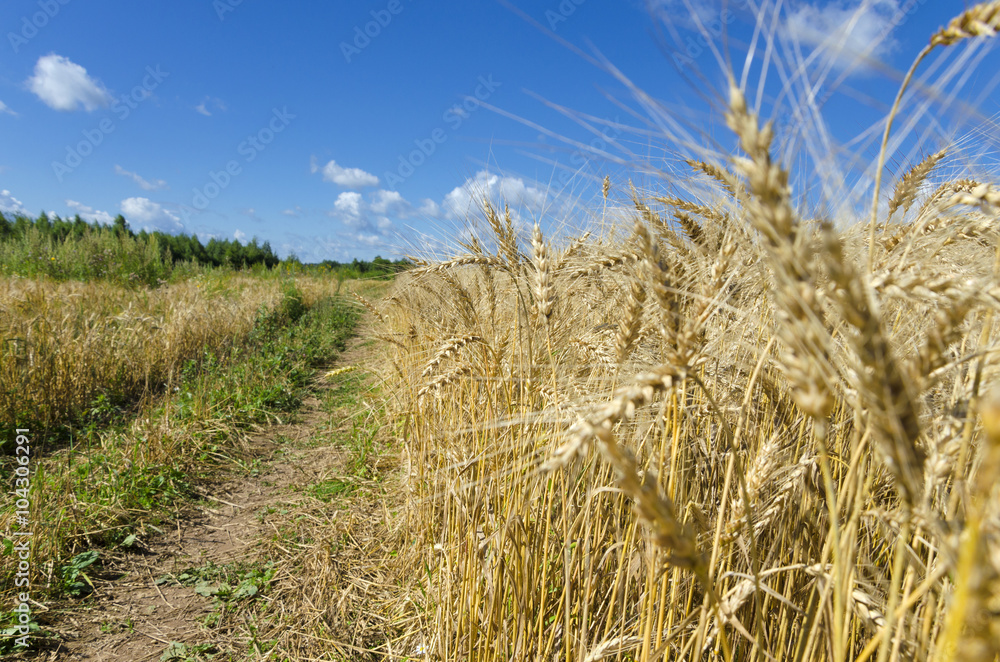 Fototapeta premium Wheat