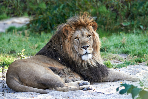 Fototapeta Naklejka Na Ścianę i Meble -  Lion (Panthera leo)