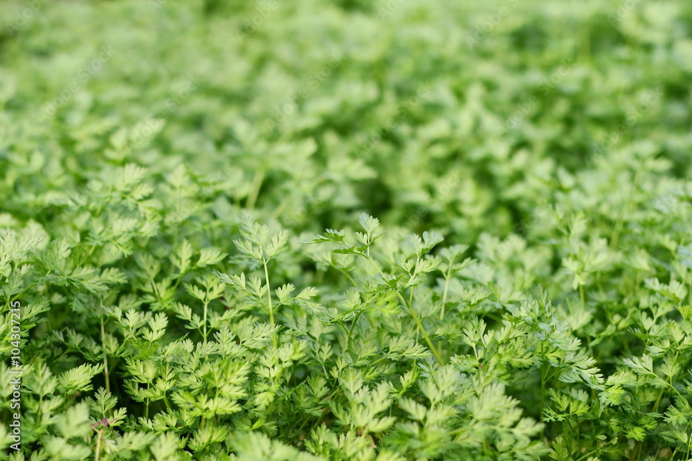 Spring grass background