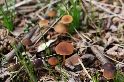 poisonous mushrooms in forest