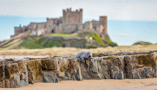 Atlantic grey seal resting on rocks with Bamburgh Castle in background
