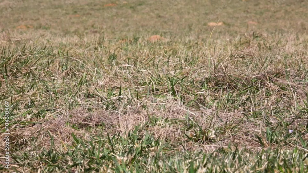 Summer grass in a breeze Summer grass in a breeze