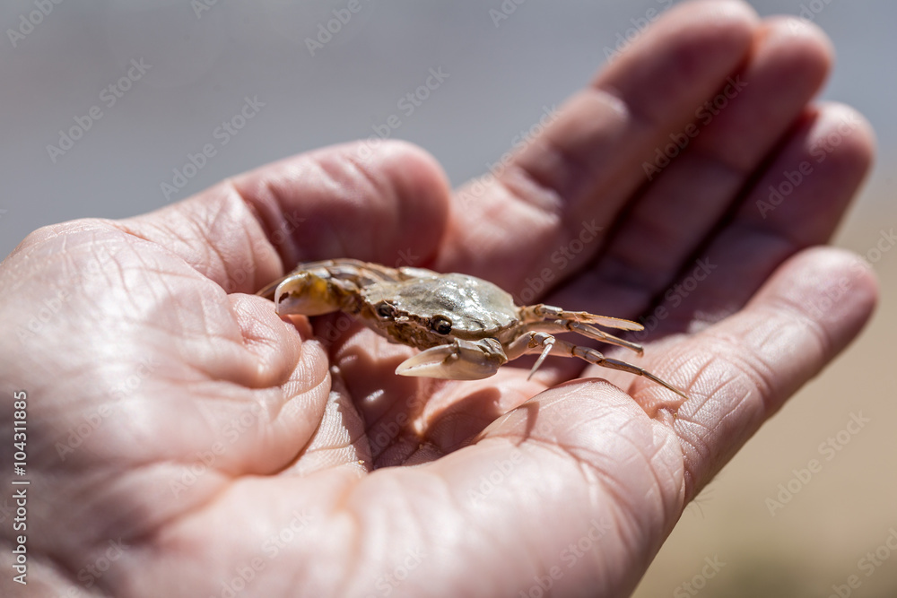 Kleine Krabbe auf einer Hand