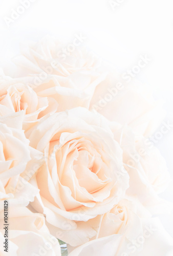 Soft full blown beige roses as a neitral background.  Selective focus.
