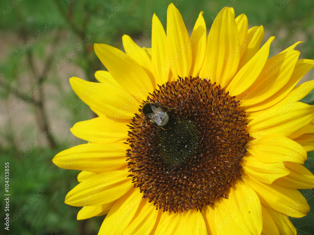 Hummel auf Sonnenblume