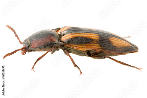 Click beetle Selatosomus cruciatus isolated on white background, lateral view. © Anton
