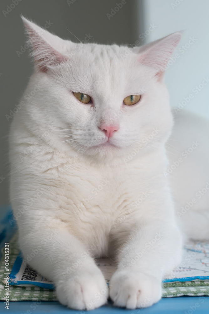 White fat cat you are looking for .
