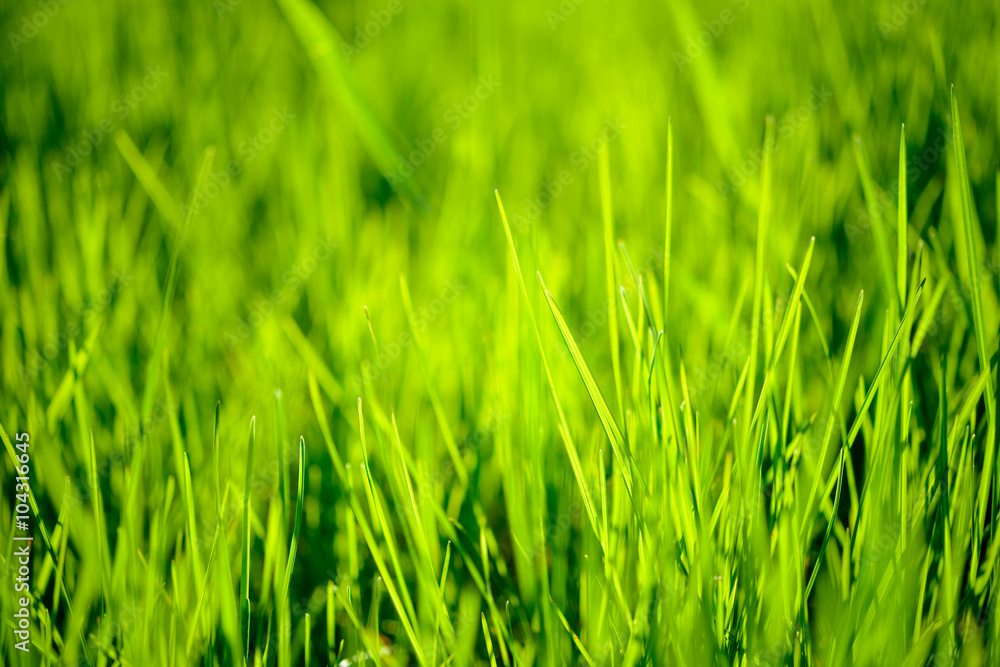 Fresh Spring Green Grass Lit by Bright Warm Sunrays Fresh Spring Green Grass Lit by Bright Warm Sunrays