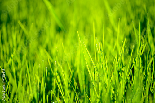 Fresh Spring Green Grass Lit by Bright Warm Sunrays