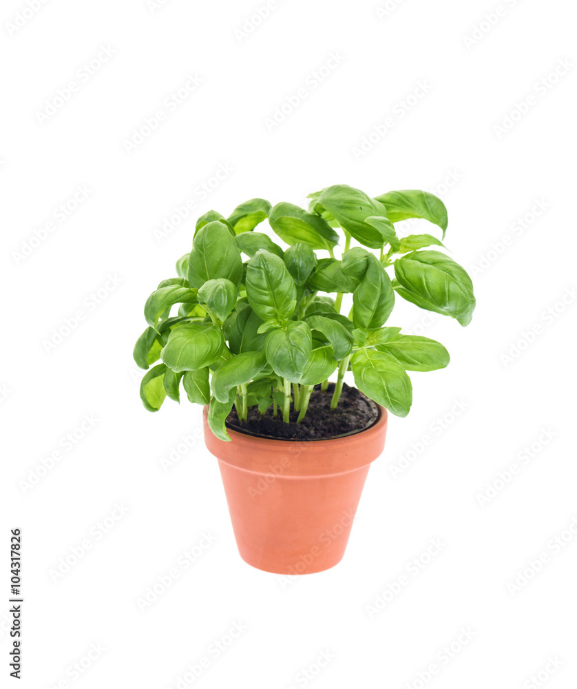 Basil in a pot isolated on white. Basil in a pot isolated on white.