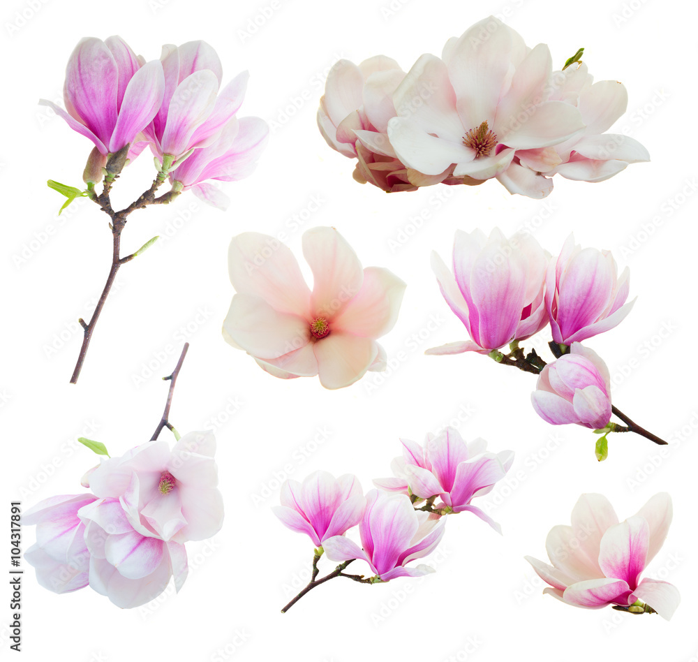 Obraz premium Kwitnące różowe kwiaty magnolii