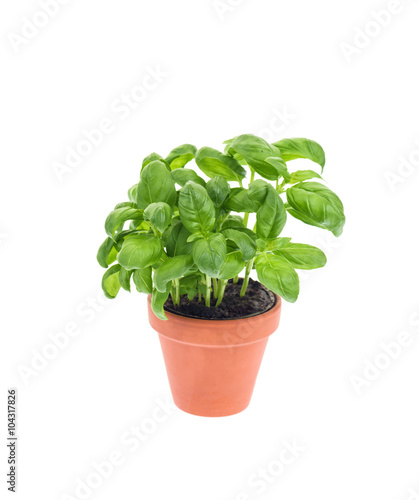 Basil in a pot isolated on white.